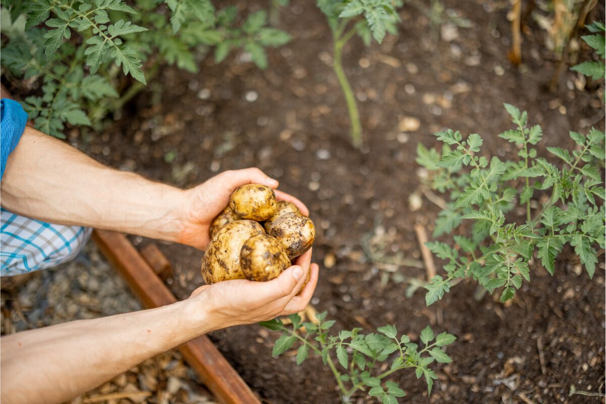 production de pommes de terre en France